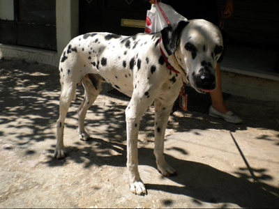 Xάθηκε ή εκλάπη από τη Σαλαμίνα