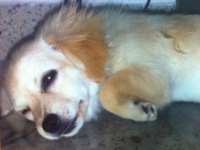 Ψάχνουν τον σκύλο τους