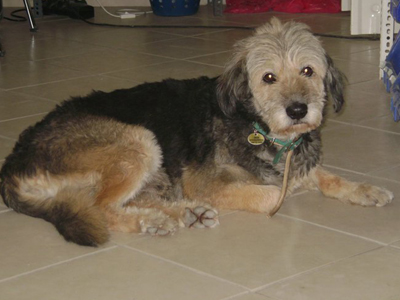 Ο Ρόκυ, ο αδεσποτάκος, ψάχνει σπίτι