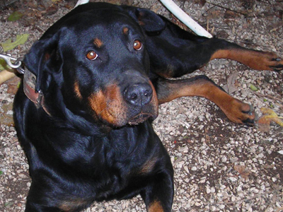 Βρήκαν θηλυκό ροτβάιλερ στο Χαλάνδρι