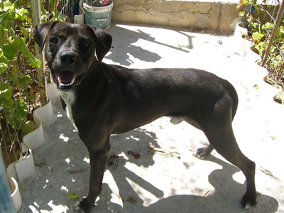 Σώστε τον σκύλο που βασανίζεται