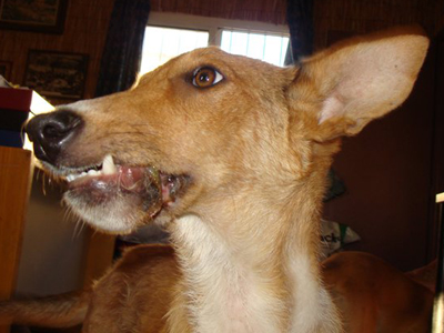 Παραλίγο να μείνει χωρίς σαγόνι