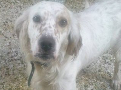 Χαρίζεται καθαρόαιμο αγγλικό σέτερ