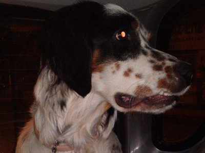 Αυτός ο σεττεράκος θα γίνει ο καλύτερός σας φίλος