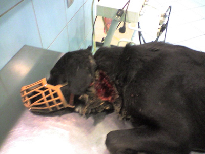 Βρήκαν σφαγμένο σκύλο και τον έσωσαν