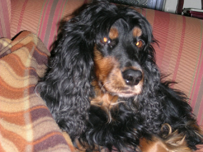 Χάθηκε και τον αναζητούν