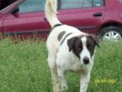 Ο «άγριος» Σποκ πρέπει να σωθεί