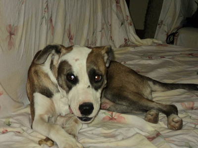 Ο Σταύρος ψάχνει μια φιλόξενη αγκαλιά