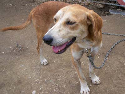 Ο Σταύρος γιατρεύτηκε και ψάχνει φιλόζωη οικογένεια