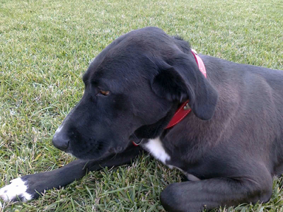 Ζευγάρι σκυλιών ψάχνει φιλόζωη οικογένεια