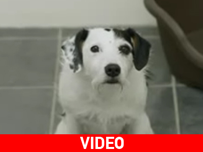 Το καλύτερο βιογραφικό!