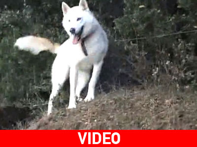 Έπνιξαν τσοπανόσκυλα με θηλιές-παγίδες