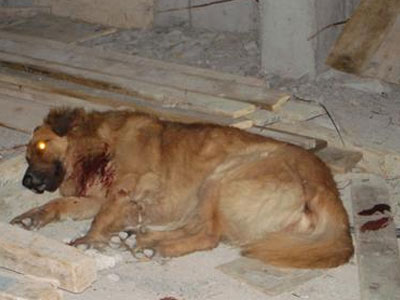 Σκότωσε εν ψυχρώ σκύλο