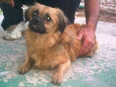 Εντόπισαν παράνομο εκτροφείο