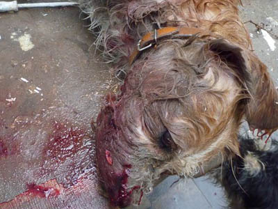 Η σύγχρονη ελληνική τραγωδία για τα ζώα στη χώρα μας