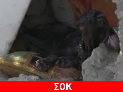 Άφηνε τα σκυλιά του να αργοπεθαίνουν