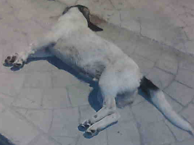 Το τάϊσαν θραύσματα γυαλιού