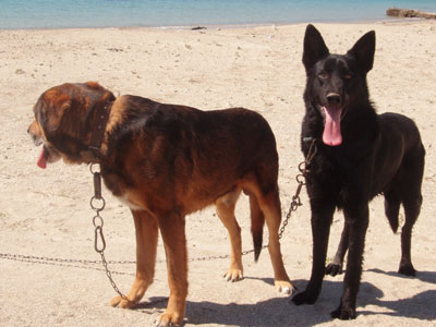 Και οι σκύλοι… made in China