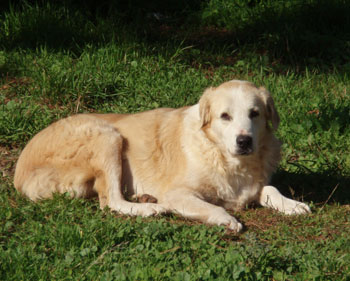Συνελήφθησαν γιατί έκλεψαν τσοπανόσκυλα