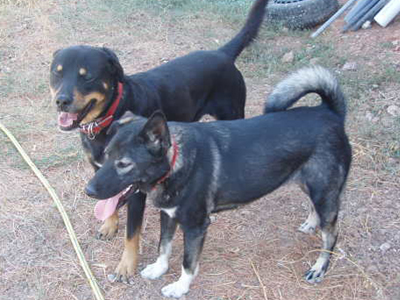 Ψάχνουν τα σκυλιά τους!