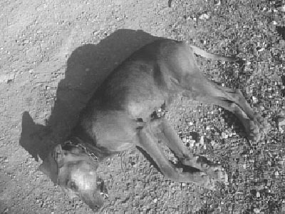 Έριξαν φόλες σε σκυλιά στη Ρόδο