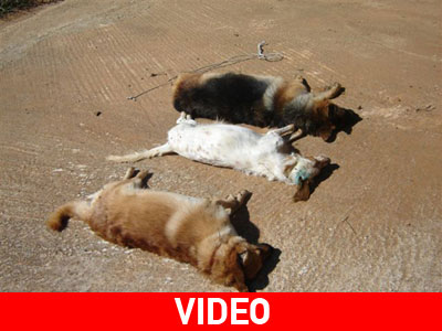 Πεθαίνουν τα αδέσποτα της Αλεξανδρούπολης