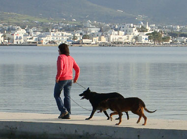 Κύμα βίας ενάντια στα ζώα
