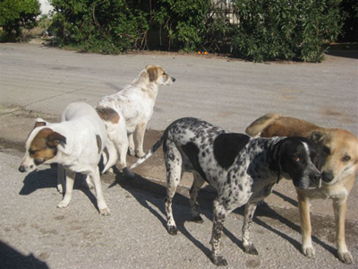 Ψάχνουν τα σκυλιά που απομακρύνθηκαν από τη Μάνδρα Αττικής