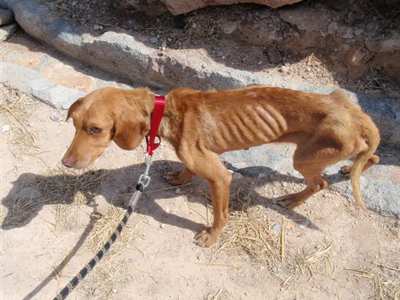 Σκελετωμένη σκυλίτσα στην Αίγινα…