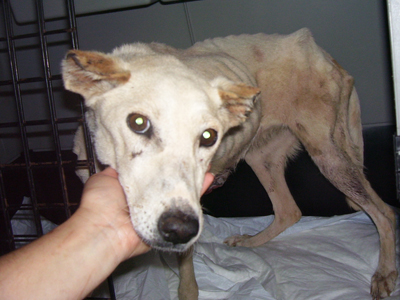 Το παράτησαν για να πεθάνει μέσα σε φριχτούς πόνους