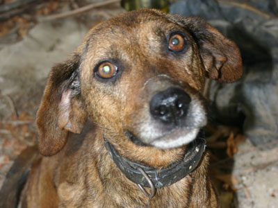 Η σκυλίτσα και τα κουτάβια ψάχνουν στέγη