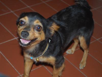 Ψάχνουν την Αδελαΐδα που χάθηκε στο Παγκράτι