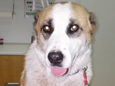 Ημίαιμη Αγίου Βερνάρδου χαρίζεται