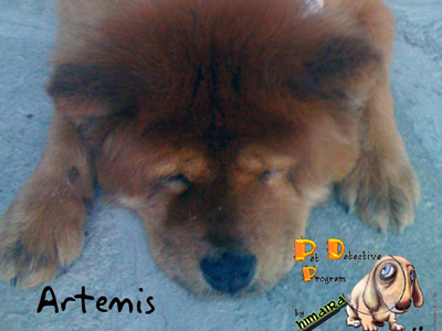 Χάθηκε Τσόου – Τσόου στη Θεσσαλονίκη