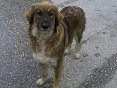 Βρέθηκε στα Βριλήσσια