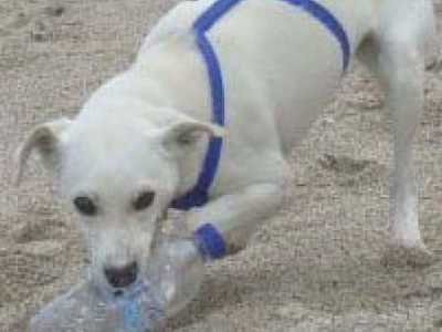 Την έχασαν, δίνουν αμοιβή