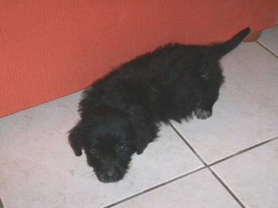 Ο Έκτορας και η Ελίζα ψάχνουν σπίτι