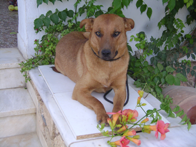 Η όμορφη Εύα ψάχνει φιλόζωη οικογένεια