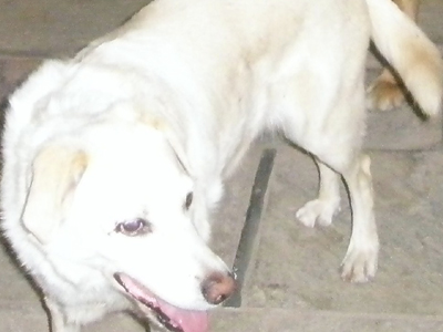 Ψάχνουν τη Φιφινέλλα, χάθηκε στη Ν. Ερυθραία