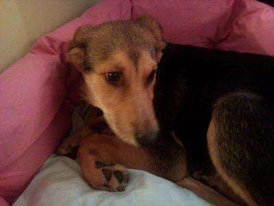 Και η όμορφη Φοίβη ψάχνει σπίτι