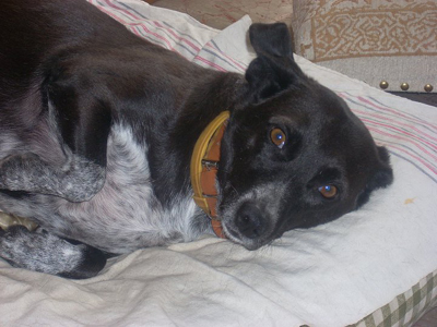 Και η Φλερίτσα αναζητά οικογένεια