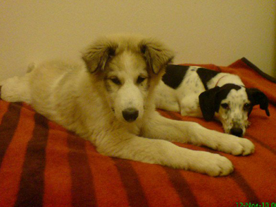 H Φρίντα ψάχνει οικογένεια