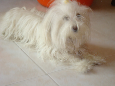 Ψάχνουν τη σκυλίτσα τους