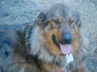 Η Γκρέτα ψάχνει σπίτι