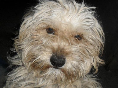 Οι μαθητές φρόντισαν την έγκυο σκυλίτσα