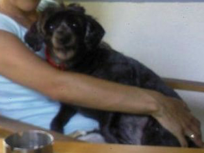 Χάθηκε τυφλή σκυλίτσα!