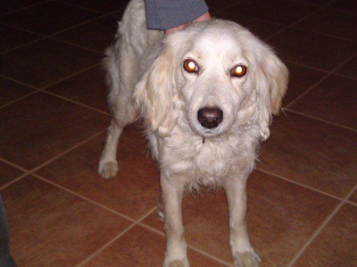 Βρέθηκε στην Κάντζα