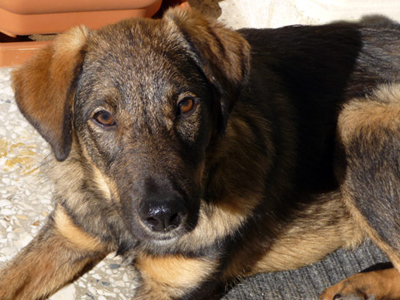 Η Κλεοπάτρα αναζητά φιλόζωη οικογένεια