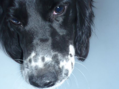 Βρέθηκε καθαρόαιμη σκυλίτσα και δίνεται για υιοθεσία