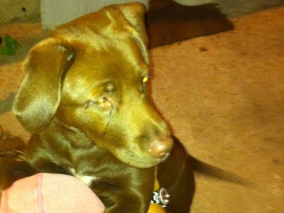 Βρήκαν λαμπραντόρ και το δίνουν για υιοθεσία